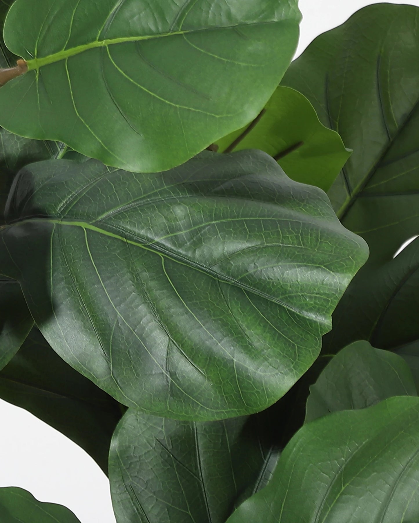 4/5/6 FT Artificial Fiddle Leaf Fig Tree with Lifelike Leaves,Large Faux Plant, Tall Fake Ficus Lyrata Trees with Black Planter, Fake Floor Plants for Home Office Modern Decor